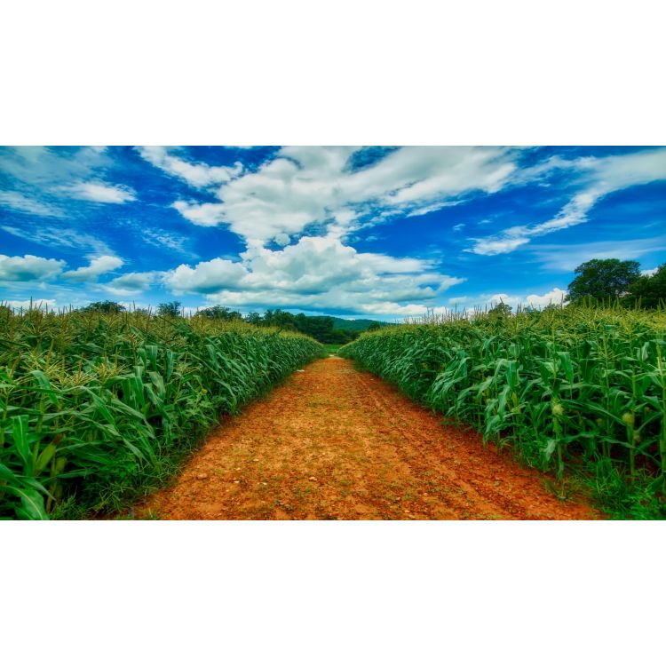 Кроки поки 1 